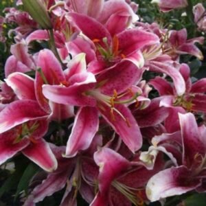 Lilium O. 'Stargazer'