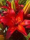 Lilium Asiatic 'Matrix Red'