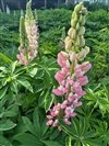 Lupinus Polyphyllus 'Gallery Pink'