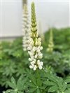 Lupinus Polyphyllus 'Gallery White'