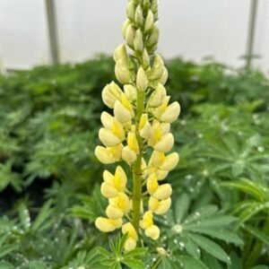 Lupinus Polyphyllus 'Gallery Yellow'