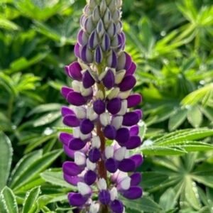 Lupinus Polyphyllus 'Gallery Blue'