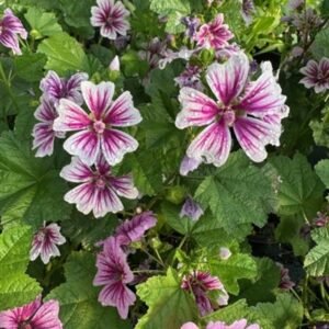 Malva Sylvestris 'Zebrina'