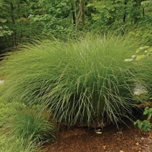Miscanthus Sinensis 'Gracillimus'