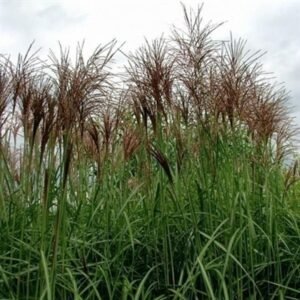 Miscanthus Sinensis 'Goliath'