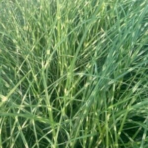Miscanthus Sinensis 'Zebrinus'