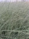 Miscanthus Sinensis 'Morning Light'