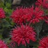 Monarda Didyma 'Pw Pardon My Cerise