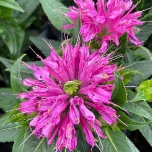 Monarda Didyma 'Pw Pardon My Lavender'