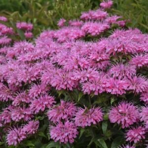 Monarda Didyma 'Sugar Buzz Bubblegum Blast'