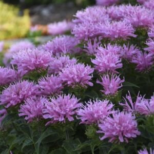 Monarda Didyma 'Sugar Buzz Pink Frosting'