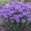 Monarda Didyma 'Sugar Buzz Blue Moon'