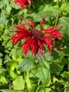 Monarda Didyma