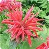 Monarda Didyma 'Gardenview Scarlet'