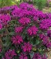 Monarda Didyma 'Sugar Buzz Rockin Raspberry'