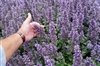 Nepeta Faassenii 'Dw Whispurr Balpurrlu'