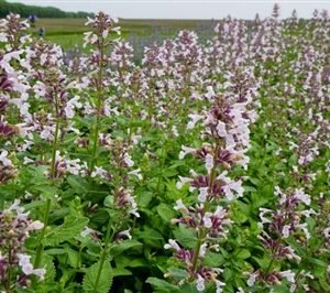 Nepeta Faassenii 'Dw Whispurr Balpurrink'