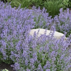 Nepeta Faassenii 'Pw Cat'S Meow'