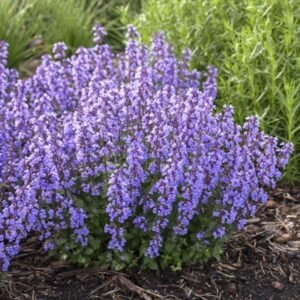 Nepeta Faassenii 'Pw Cat'S Pajamas'