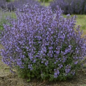 Nepeta Faassenii 'Wg Kitten Around'