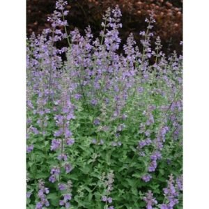 Nepeta Faassenii 'Walker'S Low'