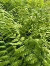 Osmunda Cinnamonea