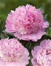 Paeonia Lactiflora ' Angel Cheeks' #2 [W0]
