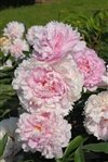 Paeonia Lactiflora ' Sarah Bernhardt Pink' #2 [W0]