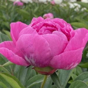 Paeonia Lactiflora ' Dr. Alexander Fleming' #2 [W0]