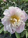 Paeonia Lactiflora ' Catherine Fontijn' #2 [W0]