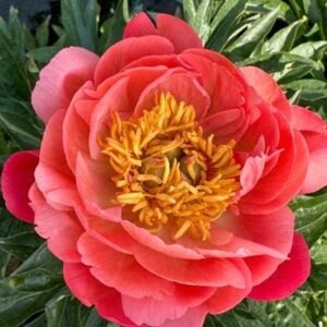 Paeonia Lactiflora ' Coral Charm' #2 [W0]