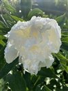 Paeonia Lactiflora ' Duchesse De Nemours' #2 [W0]