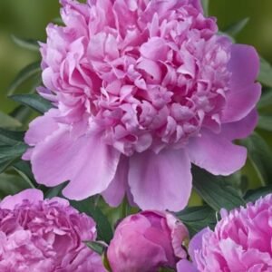 Paeonia Lactiflora ' Monsieur Jules Elie' #2 [W0]