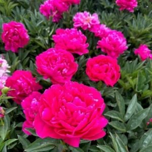 Paeonia Lactiflora ' Kansas' #2 [W0]
