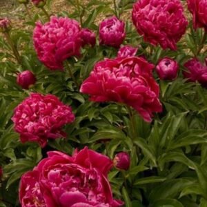 Paeonia Lactiflora ' Karl Rosenfeld' #2 [W0]