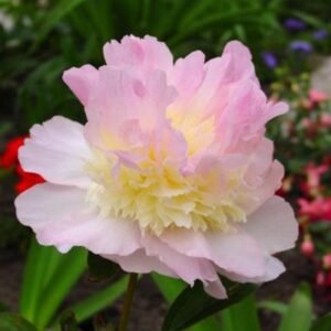 Paeonia Lactiflora ' Raspberry Sundae'