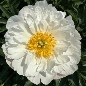 Paeonia Lactiflora ' White Wings' #2 [W0]