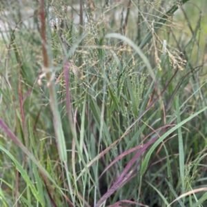Panicum Vigatum 'Blood Brothers