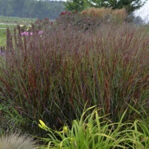 Panicum Virgatum 'Pw Cheyenne Sky'