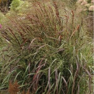Panicum Virgatum 'Prairie Fire'