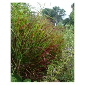 Panicum Virgatum 'Shenandoah'
