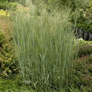 Panicum Virgatum 'Heavy Metal'
