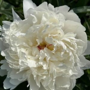 Paeonia Lactiflora ' Festiva Maxima' #2 [W0]