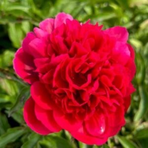 Paeonia Lactiflora ' Felix Crousse' #2 [W0]