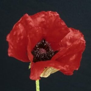 Papaver Orientalis 'Beauty Of Livermore'