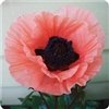 Papaver Orientalis 'Princess Victoria Louise