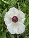 Papaver Orientalis 'Royal Wedding'