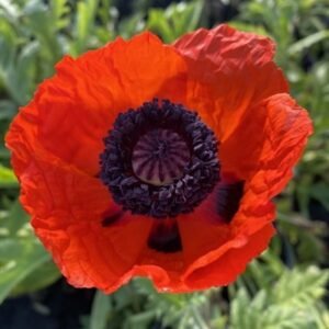 Papaver Orientalis 'Brilliant'