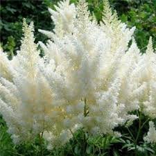 Astilbe x Close Harmony #1