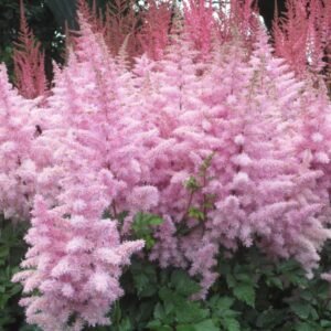 Astilbe x 'Ice Cream'